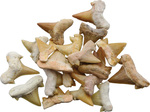 矢じり サメの歯の化石 20個入り