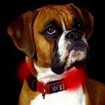 Nite Ize 光る首輪 NITE-DAWG レッド