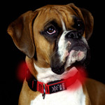 ナイトアイズ 光る犬用首輪 NITE-DAWG レッド