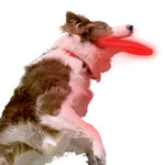 ナイトアイズ 犬用ソフトフリスビー NITE DAWG